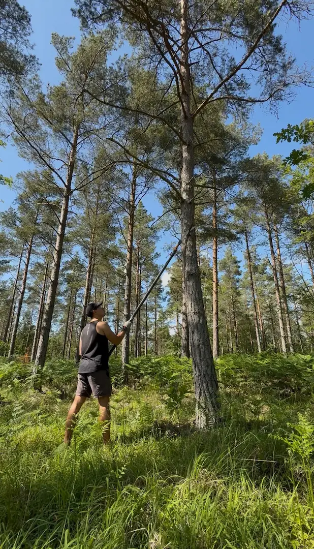 Rensar träd och förbereder tomten